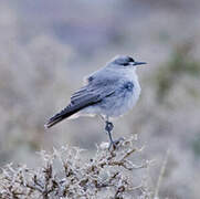 Black-fronted Ground Tyrant