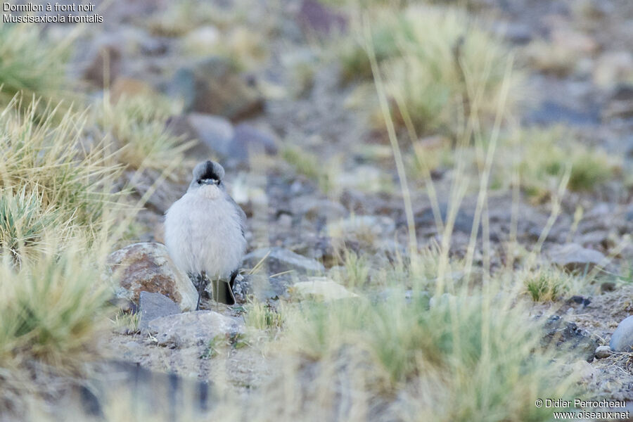 Black-fronted Ground Tyrant