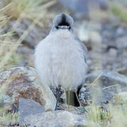 Black-fronted Ground Tyrant