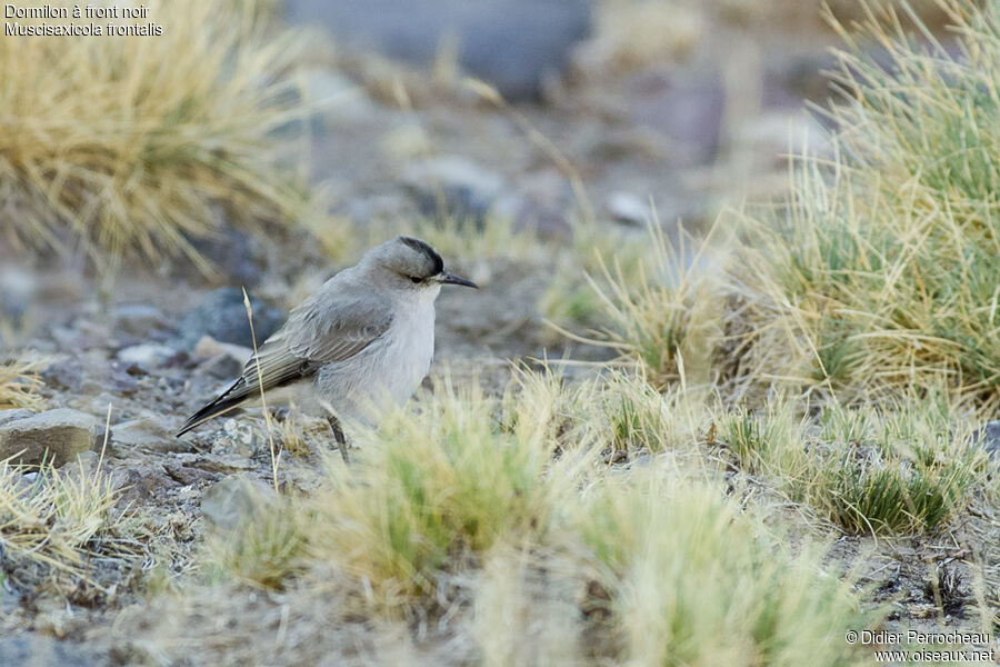 Black-fronted Ground Tyrant