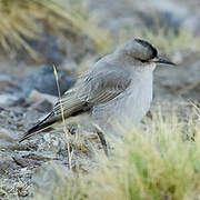 Black-fronted Ground Tyrant