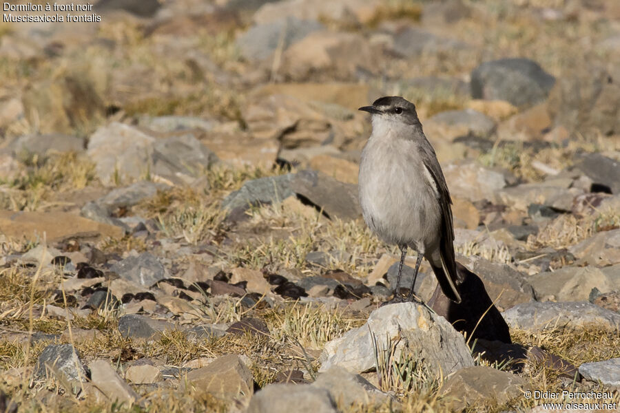 Black-fronted Ground Tyrant