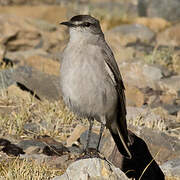 Black-fronted Ground Tyrant