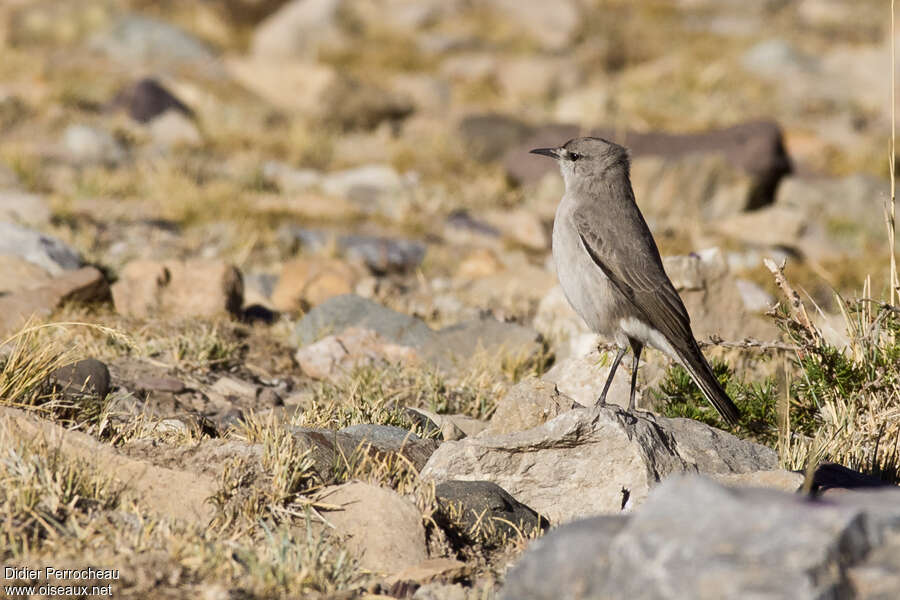 Black-fronted Ground Tyrantadult, habitat