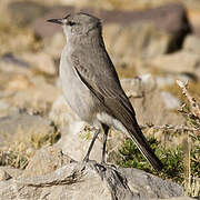 Black-fronted Ground Tyrant