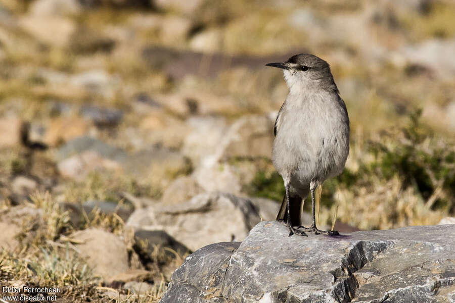 Black-fronted Ground Tyrantadult, identification