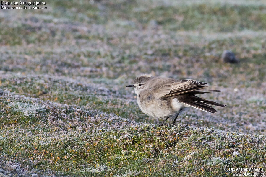 Ochre-naped Ground Tyrant