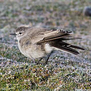 Ochre-naped Ground Tyrant