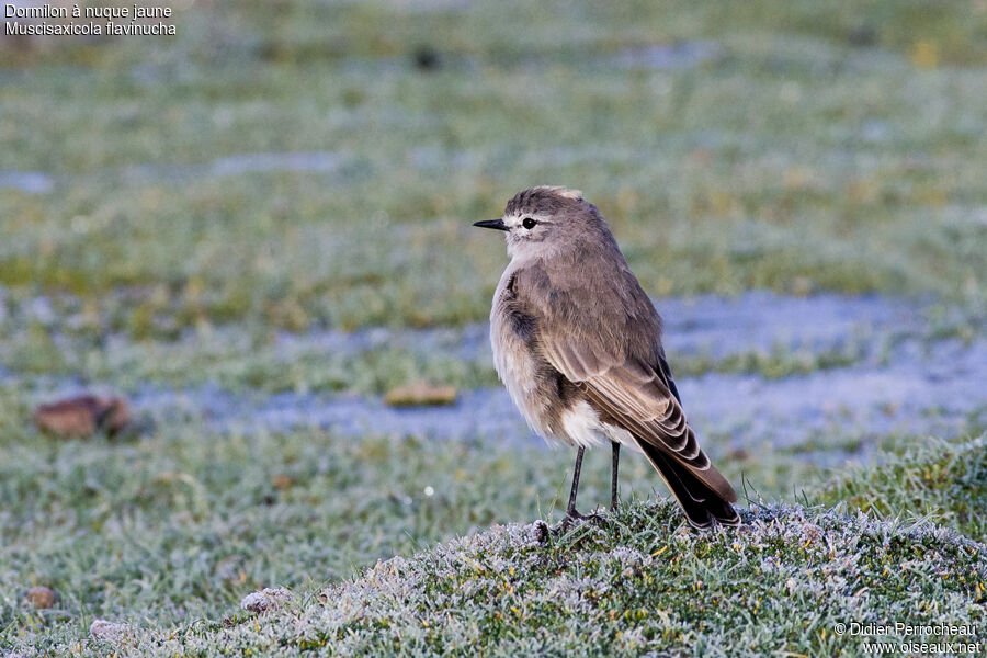 Ochre-naped Ground Tyrant