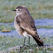 Ochre-naped Ground Tyrant