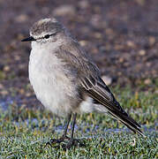 Ochre-naped Ground Tyrant