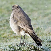 Ochre-naped Ground Tyrant