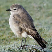 Ochre-naped Ground Tyrant