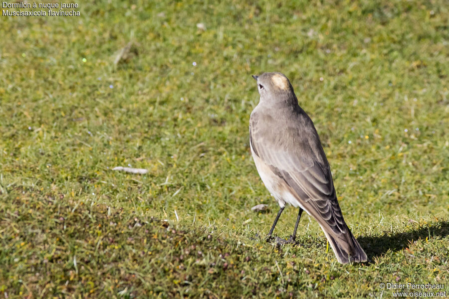 Ochre-naped Ground Tyrant