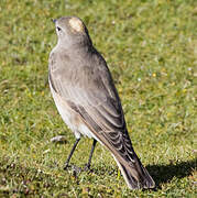 Ochre-naped Ground Tyrant