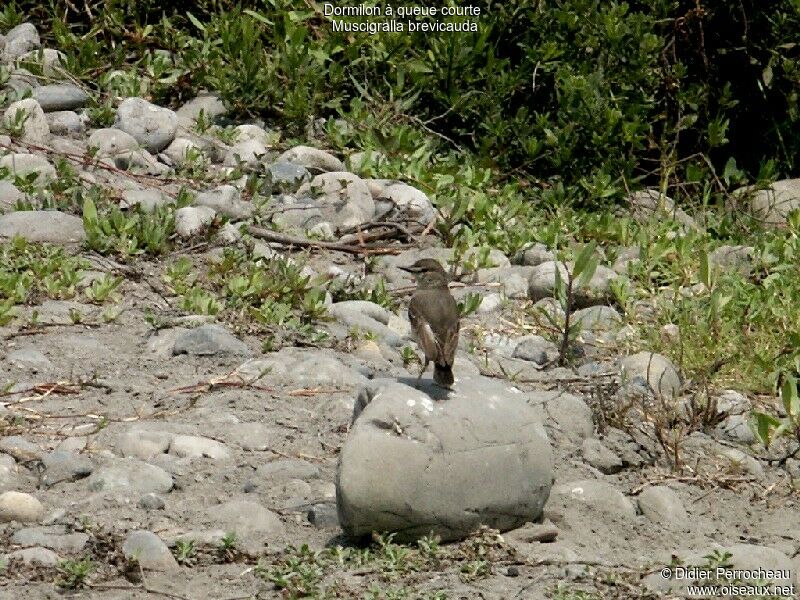 Short-tailed Field Tyrant