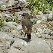 Short-tailed Field Tyrant