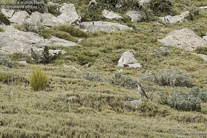 White-browed Ground Tyrant