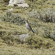 White-browed Ground Tyrant