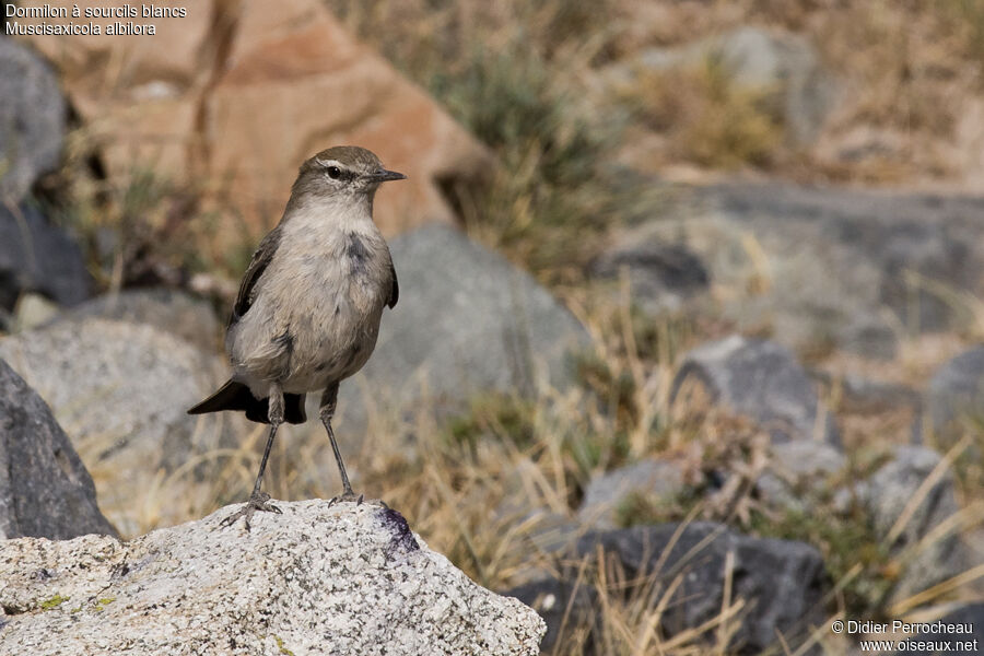 White-browed Ground Tyrant