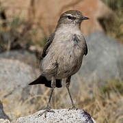 White-browed Ground Tyrant