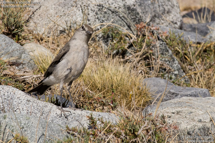 White-browed Ground Tyrant