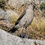 White-browed Ground Tyrant