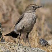 White-browed Ground Tyrant