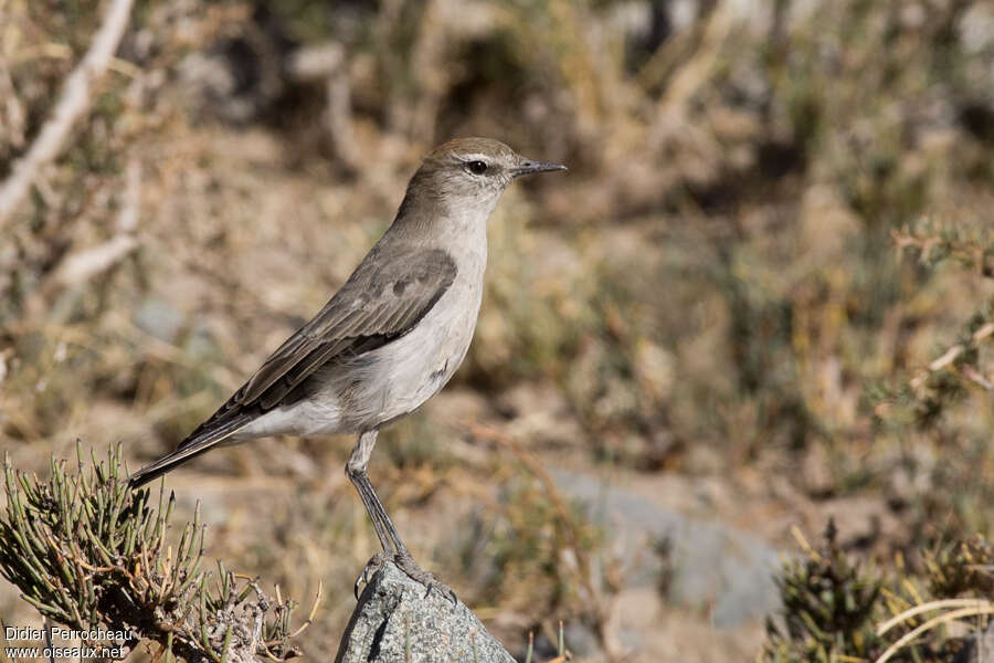 White-browed Ground Tyrantadult, identification