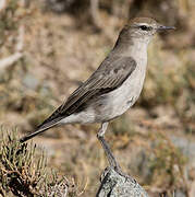 White-browed Ground Tyrant