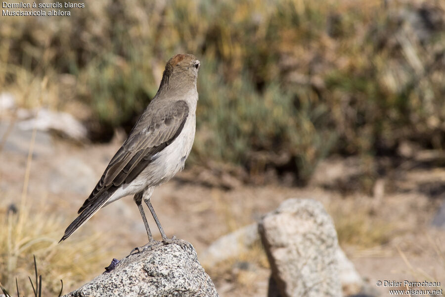 White-browed Ground Tyrant