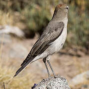 White-browed Ground Tyrant