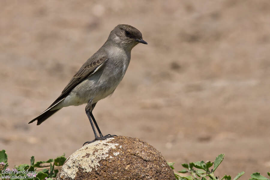 Dark-faced Ground Tyrantadult, identification