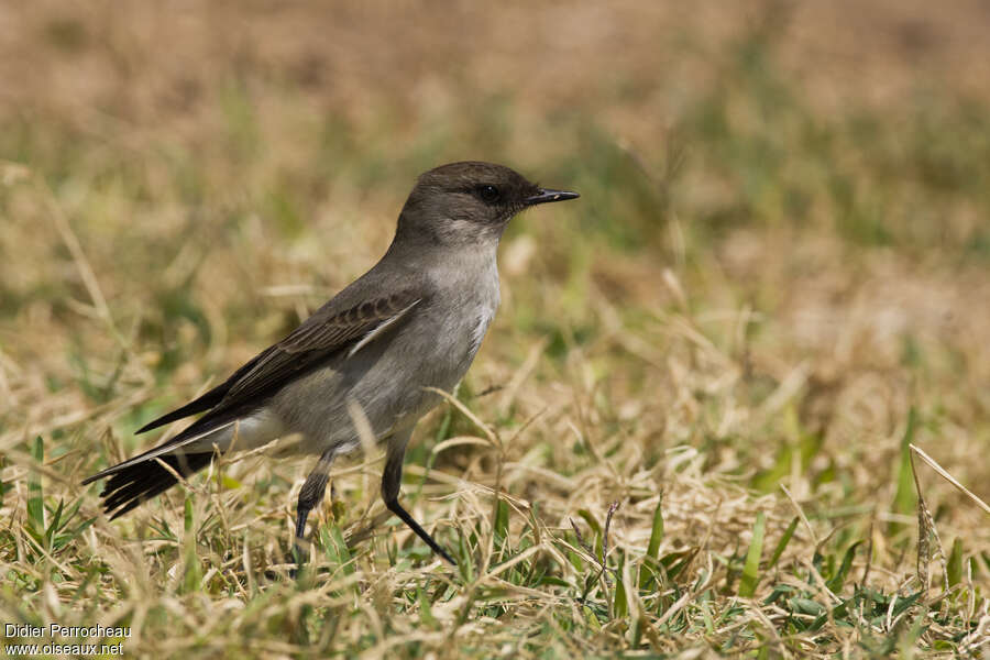 Dark-faced Ground Tyrantadult