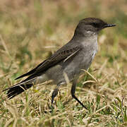 Dark-faced Ground Tyrant