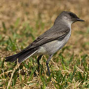 Dark-faced Ground Tyrant