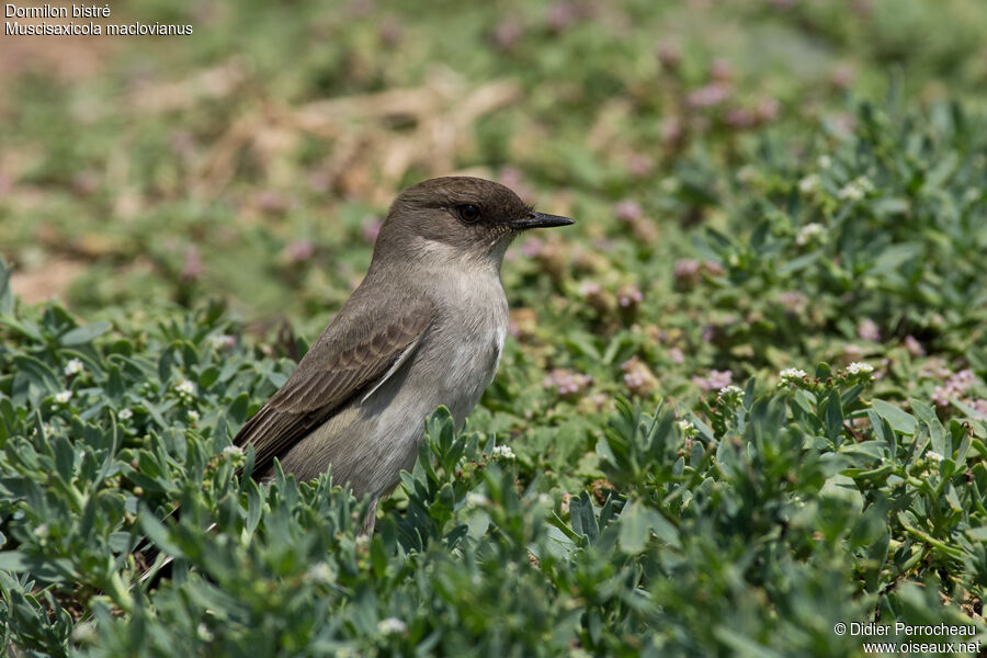 Dark-faced Ground Tyrant