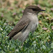 Dark-faced Ground Tyrant