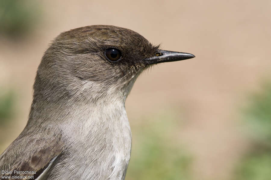 Dark-faced Ground Tyrantadult, close-up portrait