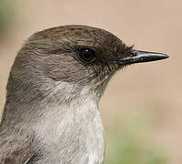 Dark-faced Ground Tyrant