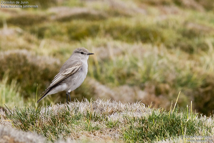 Puna Ground Tyrantjuvenile