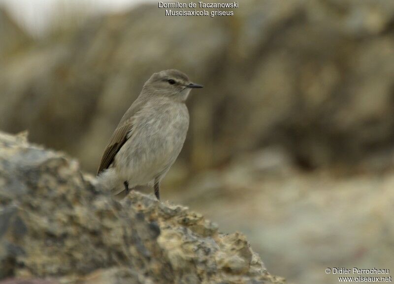 Dormilon gris