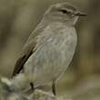 Dormilon gris
