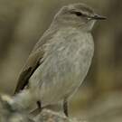 Dormilon gris