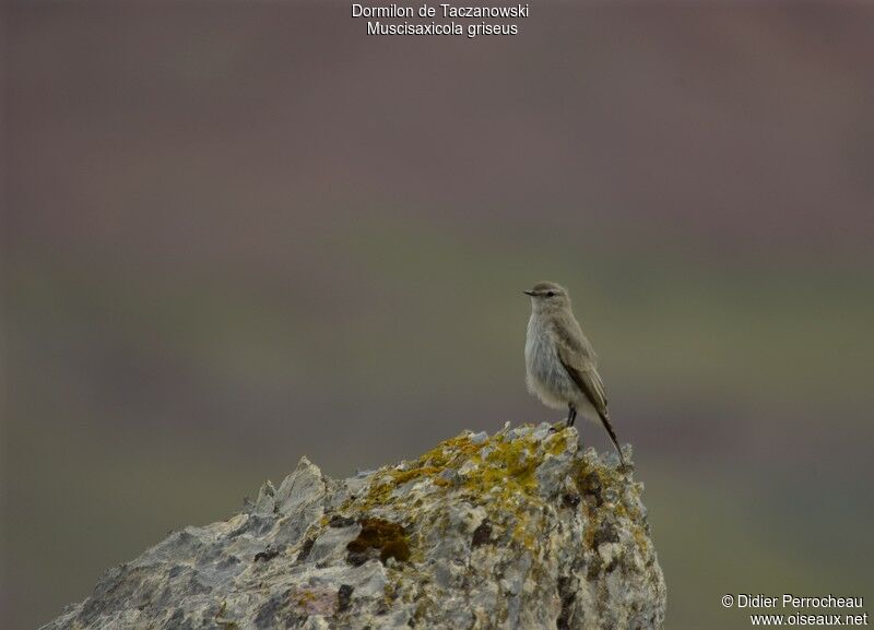 Dormilon gris