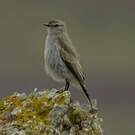 Dormilon gris