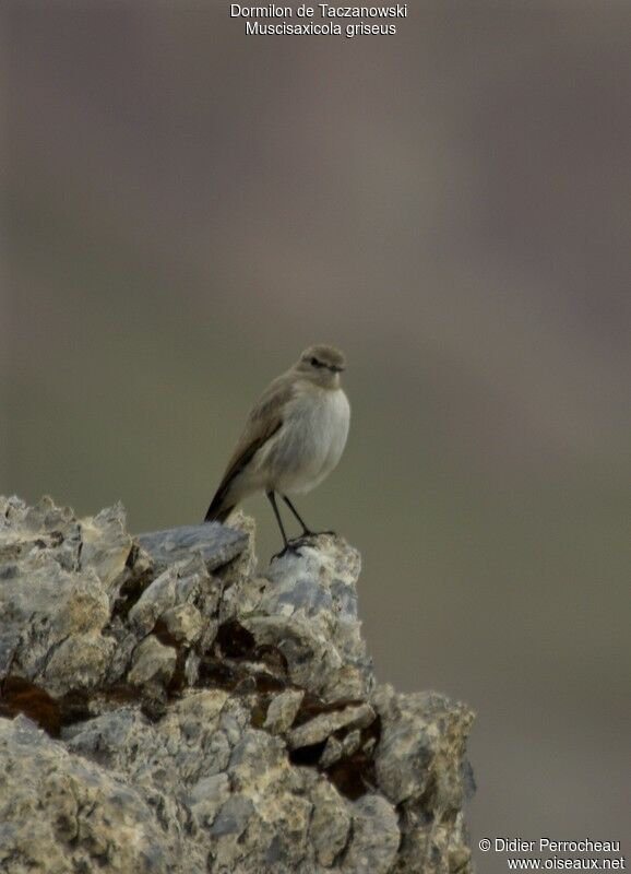 Dormilon gris