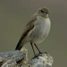 Dormilon gris