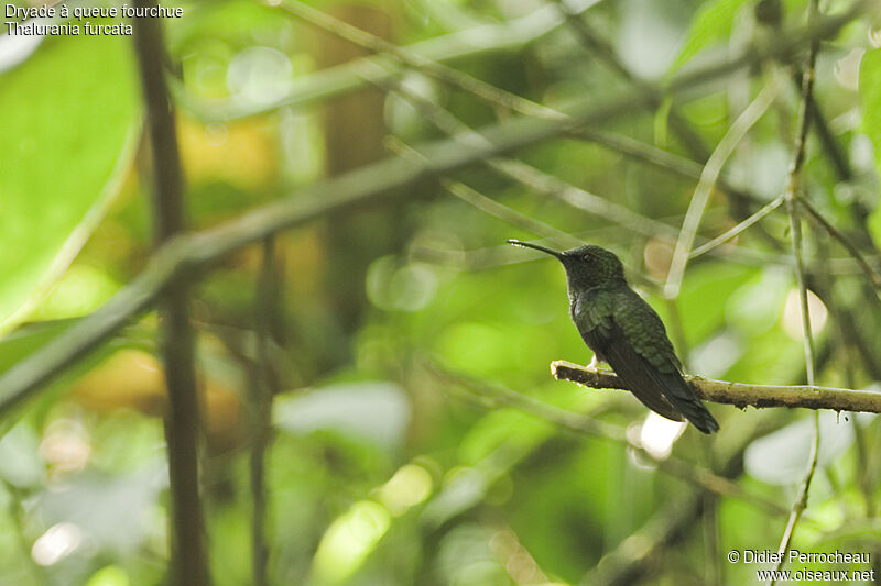 Fork-tailed Woodnymph