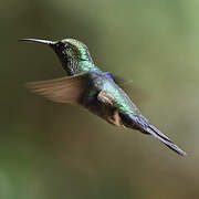 Fork-tailed Woodnymph